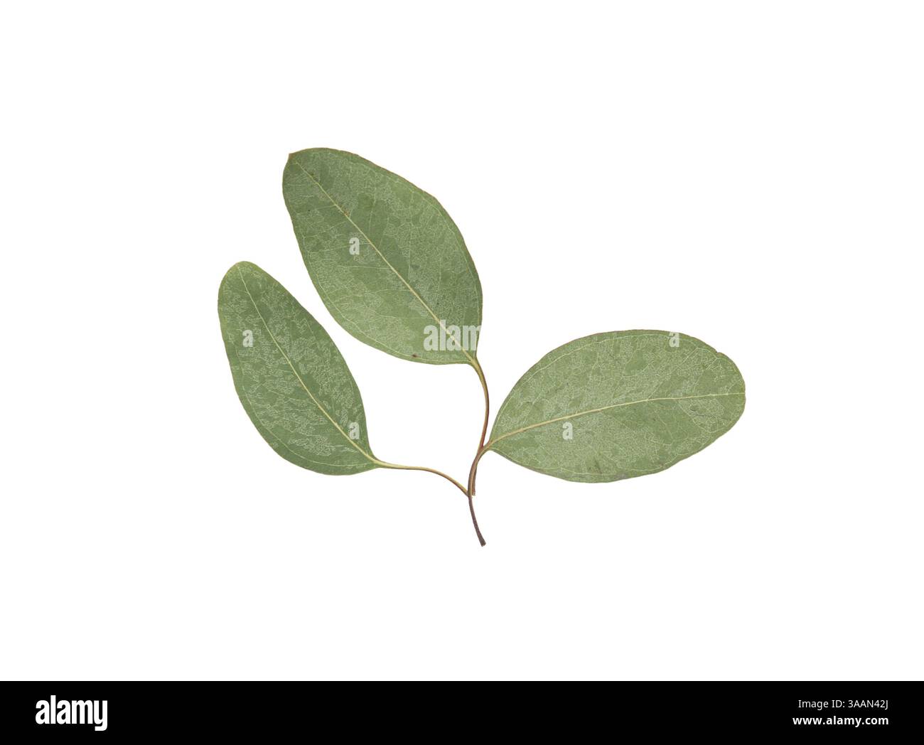 Dried eucalyptus leaves on white background Stock Photo