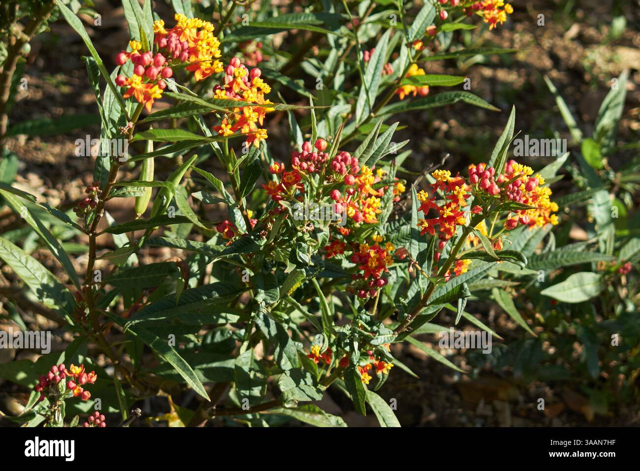 Bloodflower or blood flower hi-res stock photography and images - Alamy