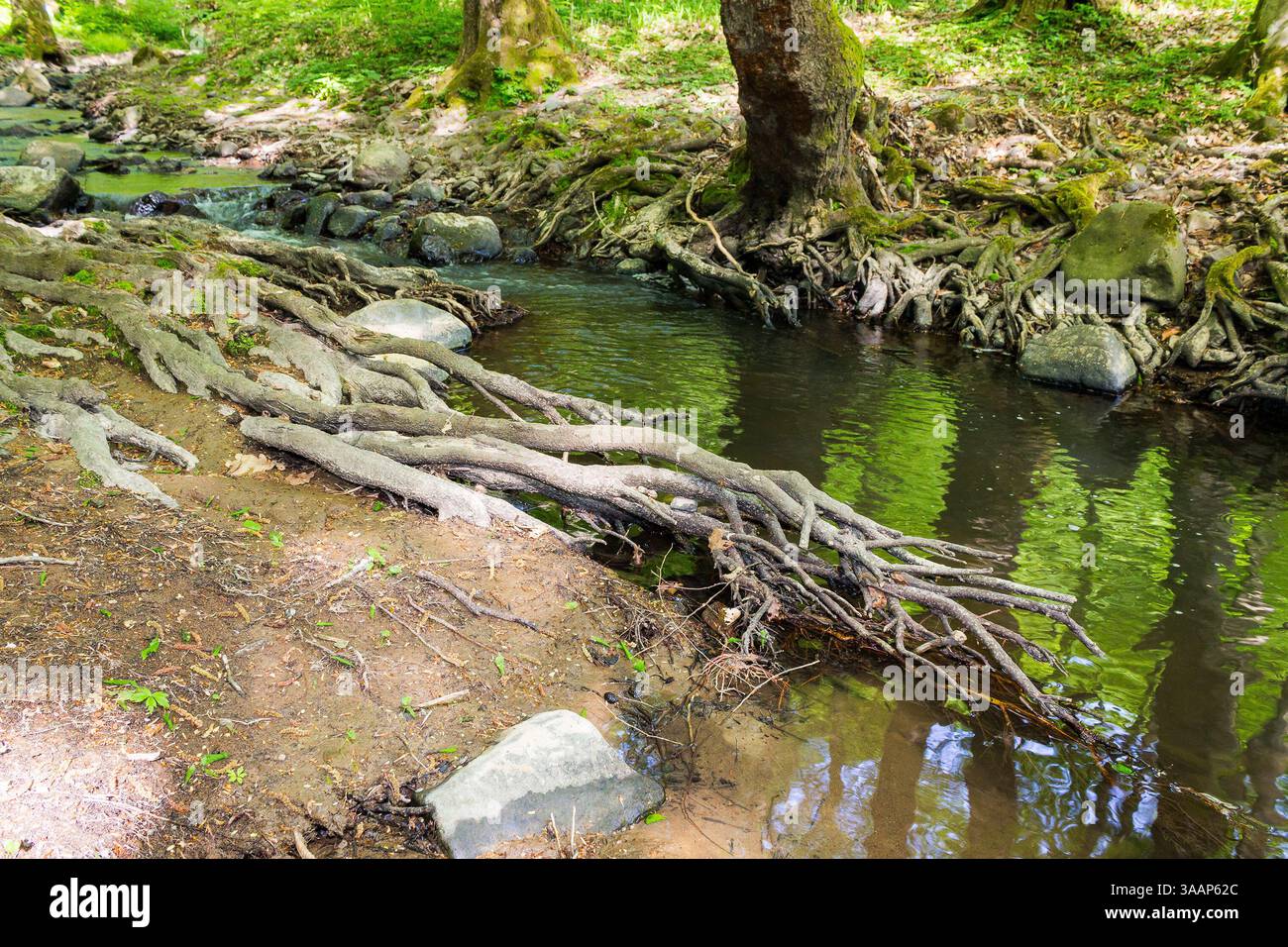 shallow creek in the forest. green park outdoors with foliage trees on the shore in spring. nature environment with roots and stone in the water. land Stock Photo