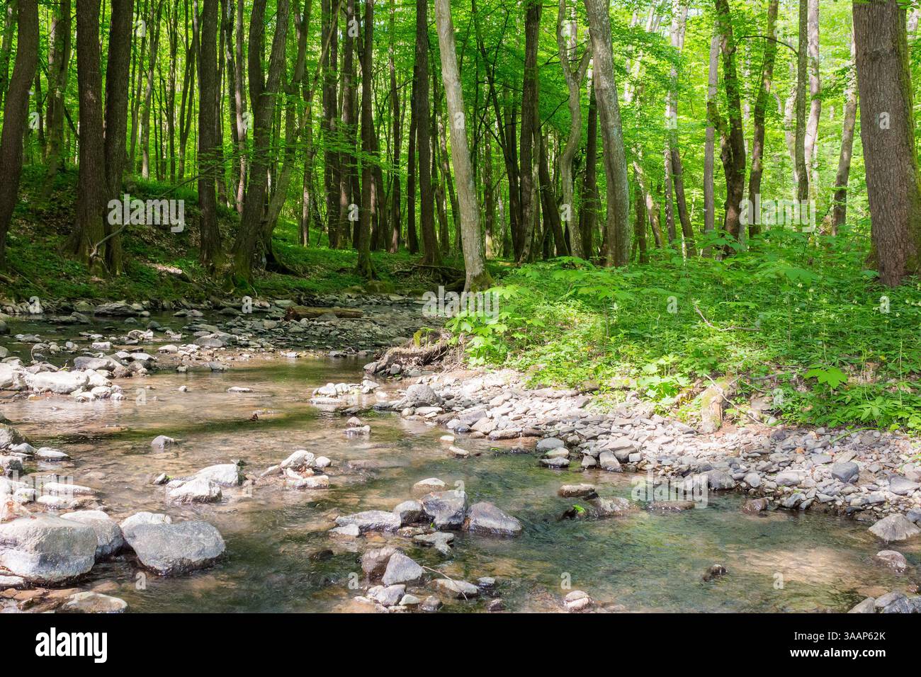 shallow creek in the forest. green park outdoors with foliage trees on the shore in spring. nature environment with roots and stone in the water. land Stock Photo