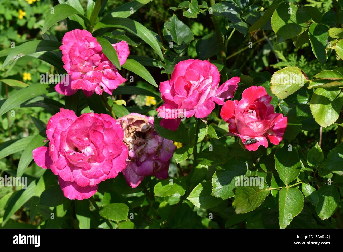 A group of pink roses in full bloom. The flowers are surrounded by ...