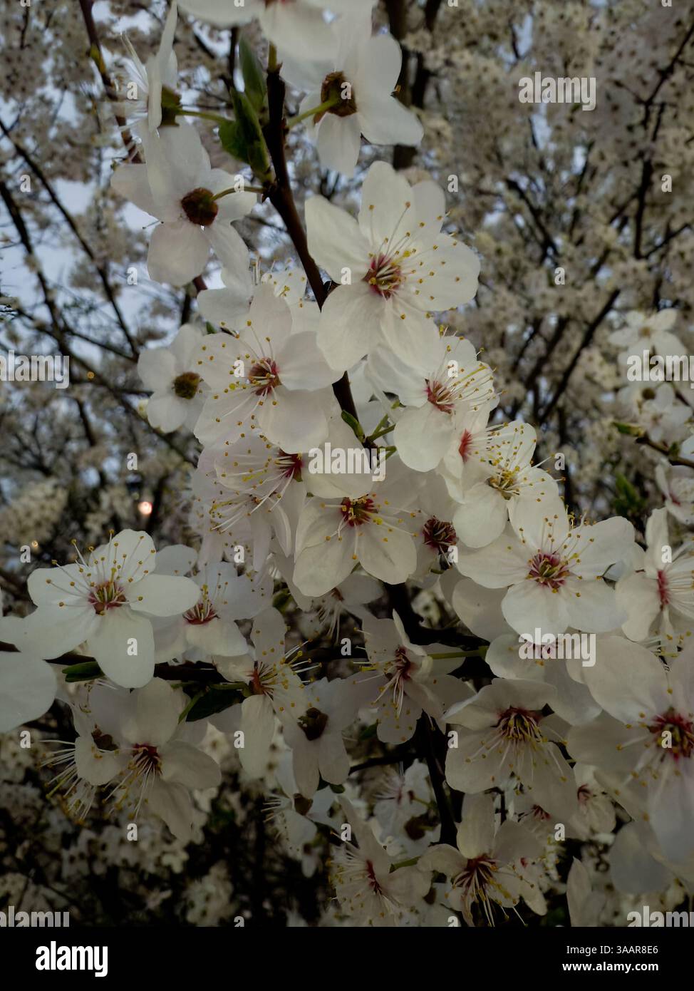 Close-up cherry blossom detail captures vibrant petals in mesmerizing bloom, highlighting intricate textures, subtle color gradients, natural beauty - Smartphone Captured Stock Image