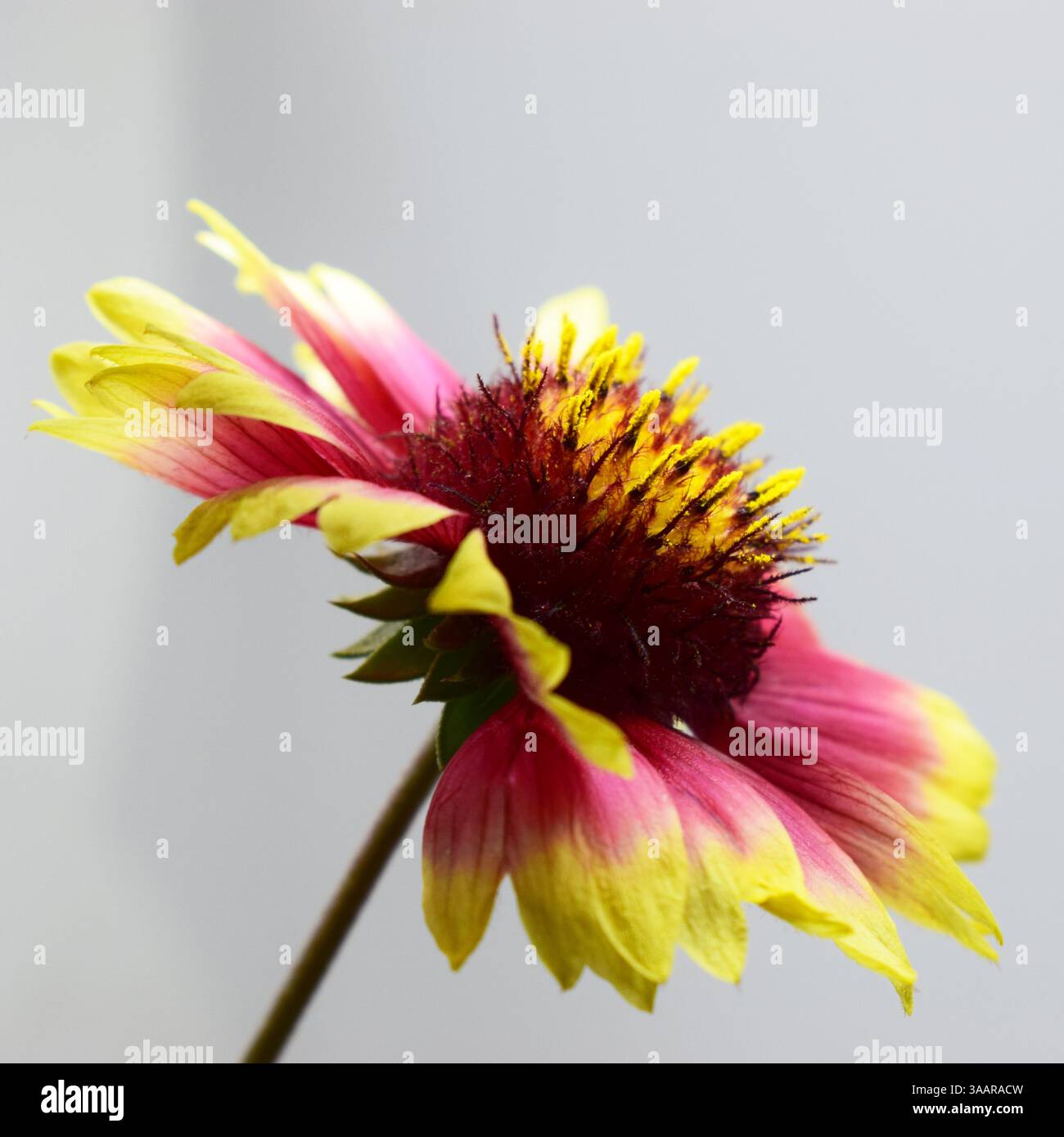 A Gaillardia flower with vibrant colors, predominantly pink, yellow and ...