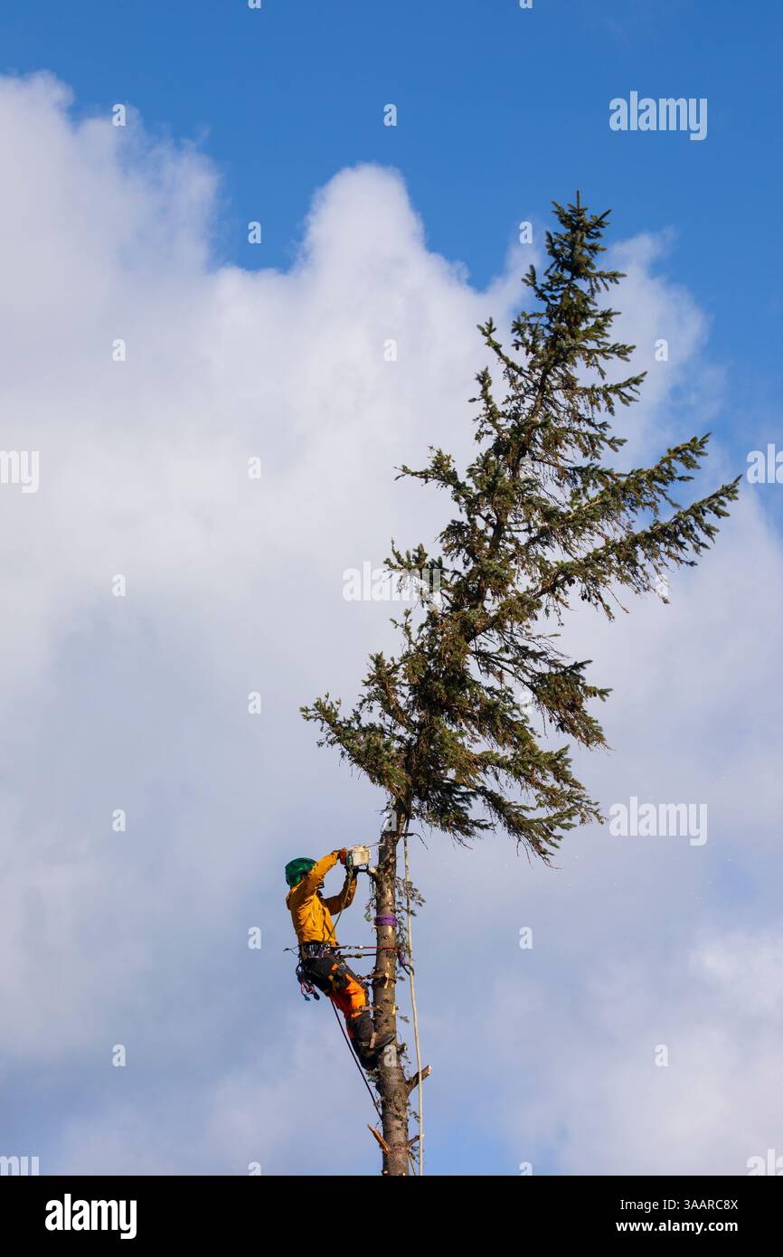 arborist Stock Photo