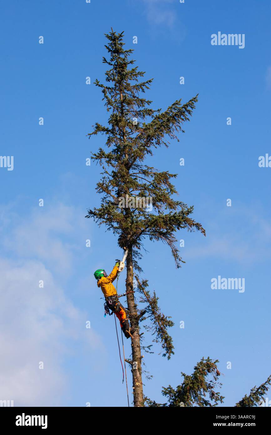 arborist Stock Photo
