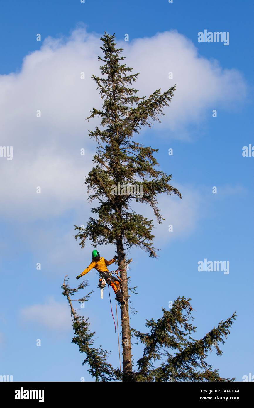 arborist Stock Photo