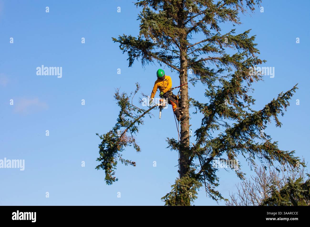 arborist Stock Photo