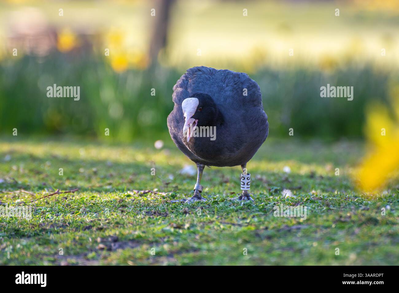 Coot (Fulica atra) feeding in St James's Park, London, in Springtime. Known for its semi-aquatic abilities. Stock Photo