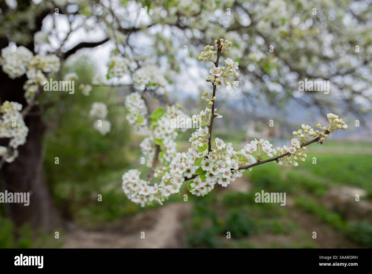 Spring Season blossom Stock Photo