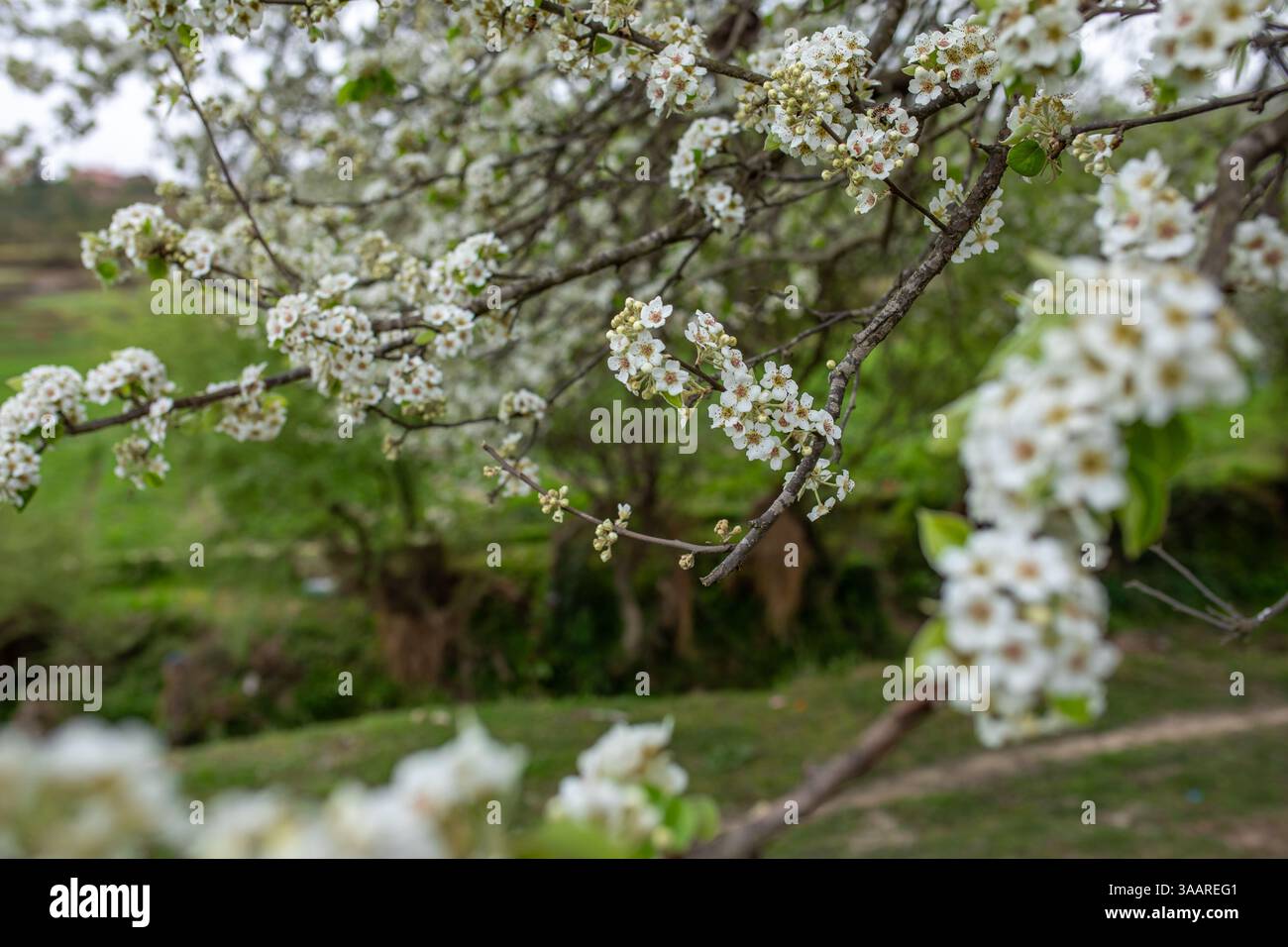 Spring Season blossom Stock Photo