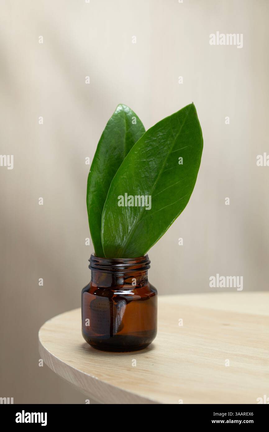 Zz plant leaves hi-res stock photography and images - Alamy