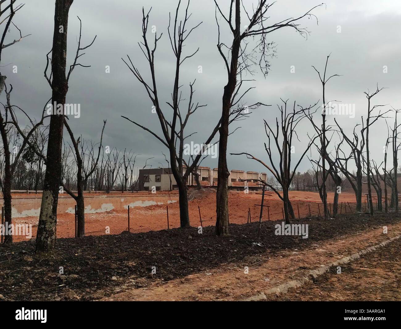 Trees are burned near site of a burst gas pipe in Putra Heights in ...