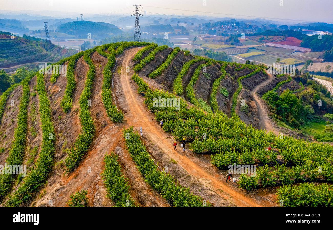 (250401) -- RUILI, April 1, 2025 (Xinhua) -- An aerial drone photo ...