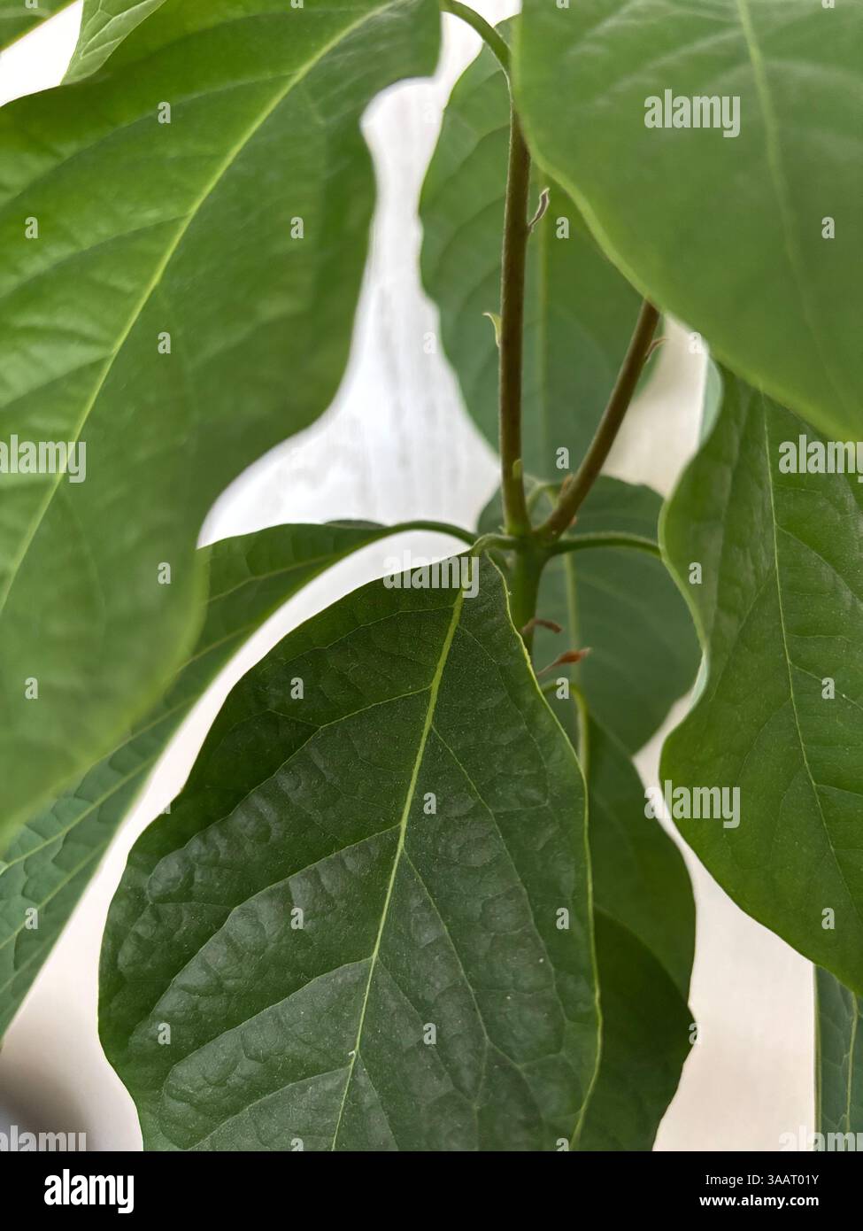 'Every vein tells a story - the quiet poetry of avocado leaves up close,' - Smartphone Captured Stock Image