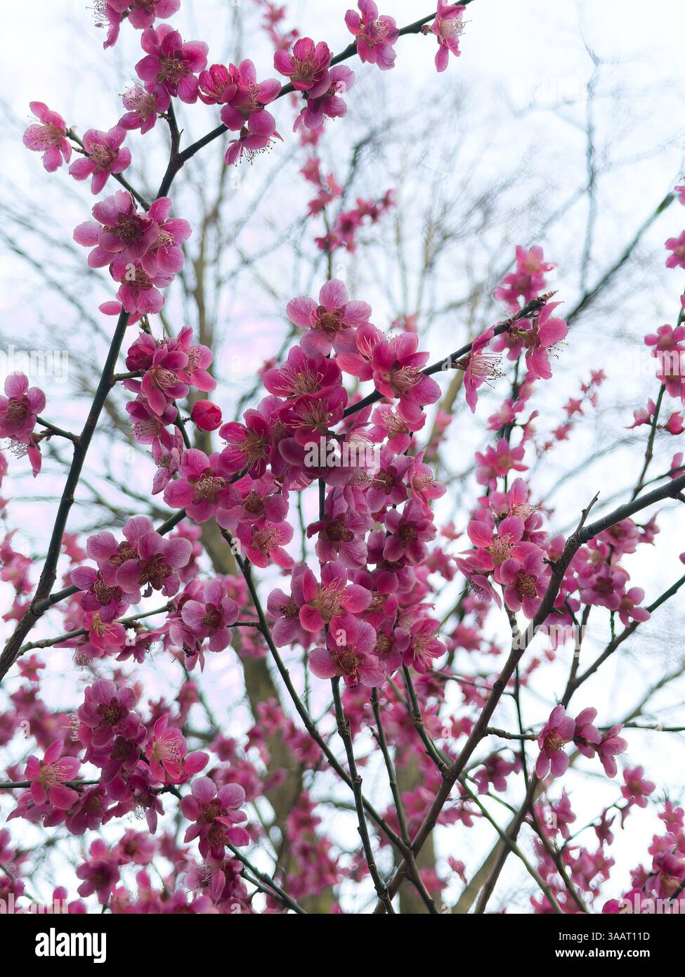 Close-up pink blossoms showcase vivid five-petal flowers on tree branches, bold interplay between crisp floral detail and soft, blurred sky - Smartphone Captured Stock Image