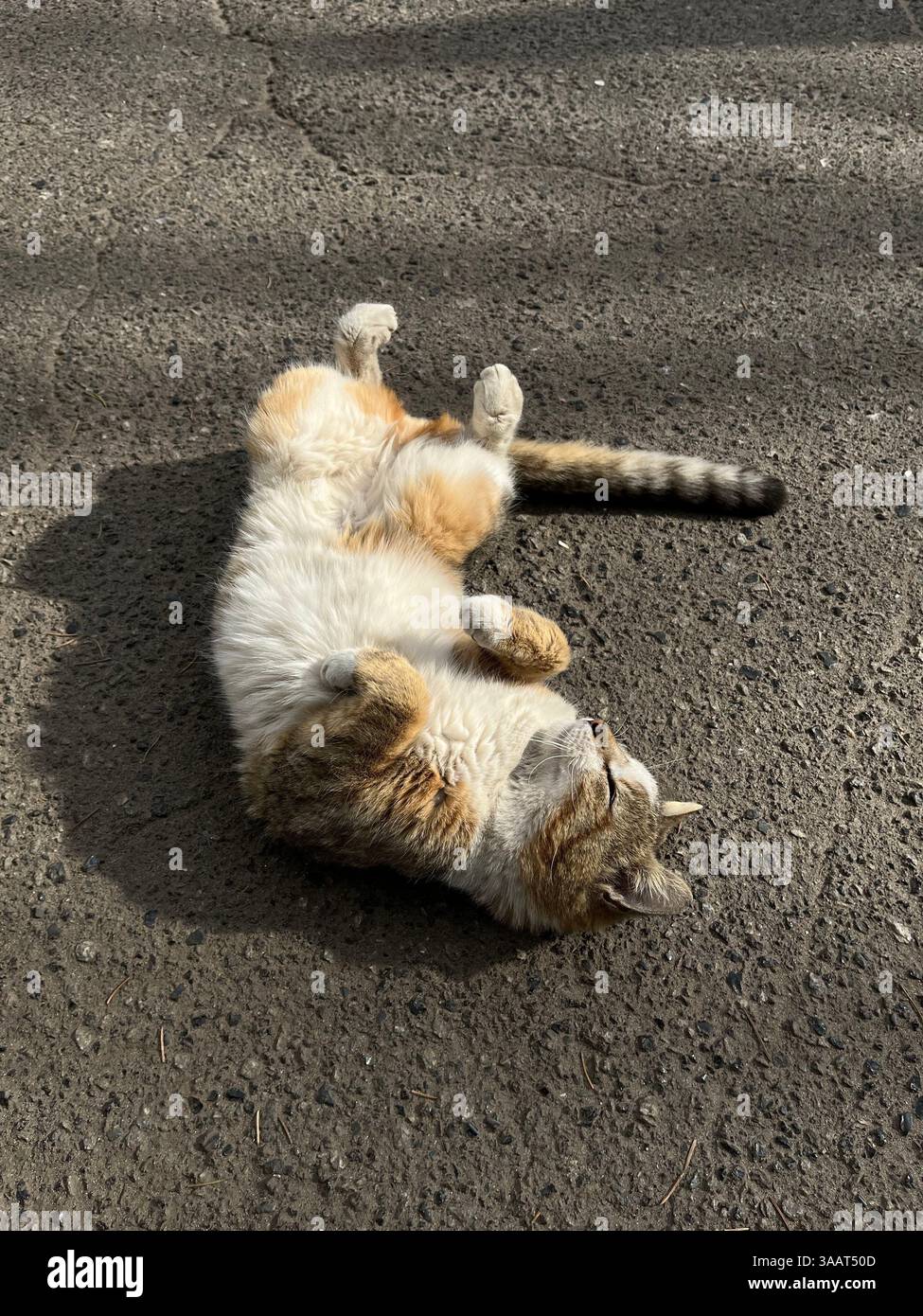 Chill in the sun - Smartphone Captured Stock Image