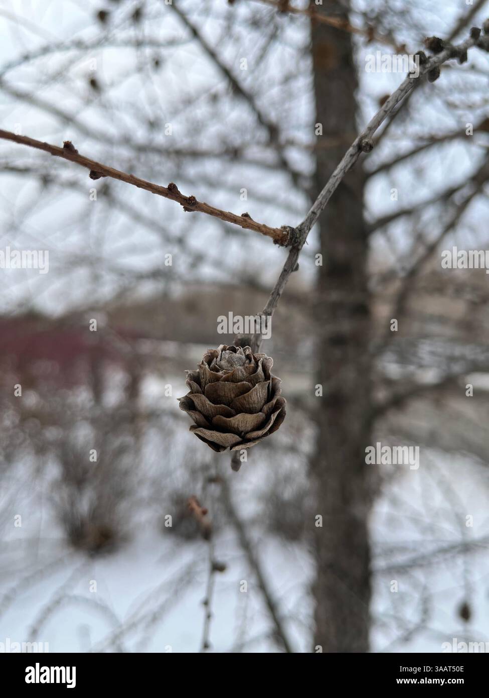 Close-up of dry plant on snow covered field - Smartphone Captured Stock Image