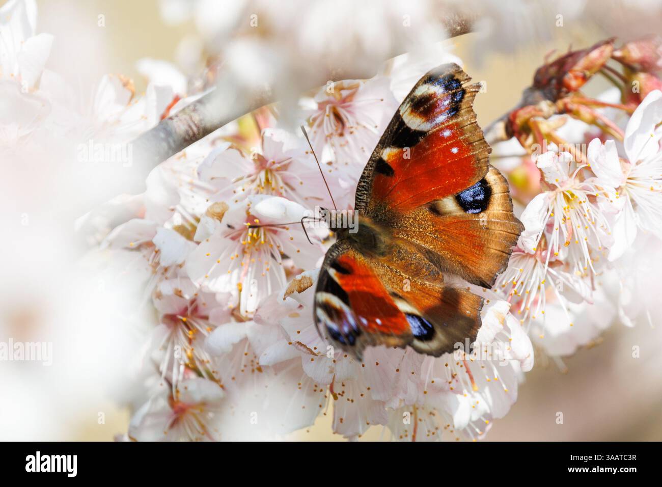 A Peacock butterfly,Aglais io forages on Cherry blossom, UK Stock Photo