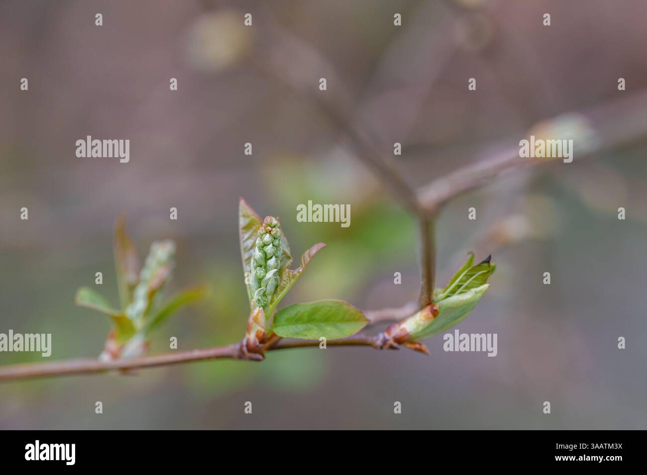 The leaves unfold in spring Stock Photo