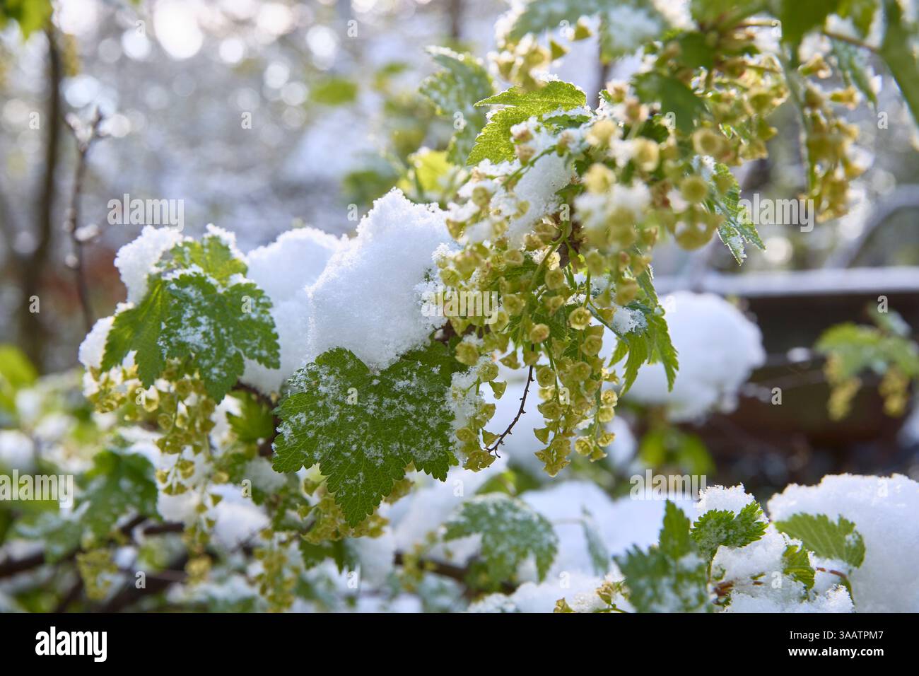 Delicate snow clings to vibrant green branches, a fleeting moment of winter's beauty, evoking peace and quietude, perfect for seasonal greetings or na Stock Photo