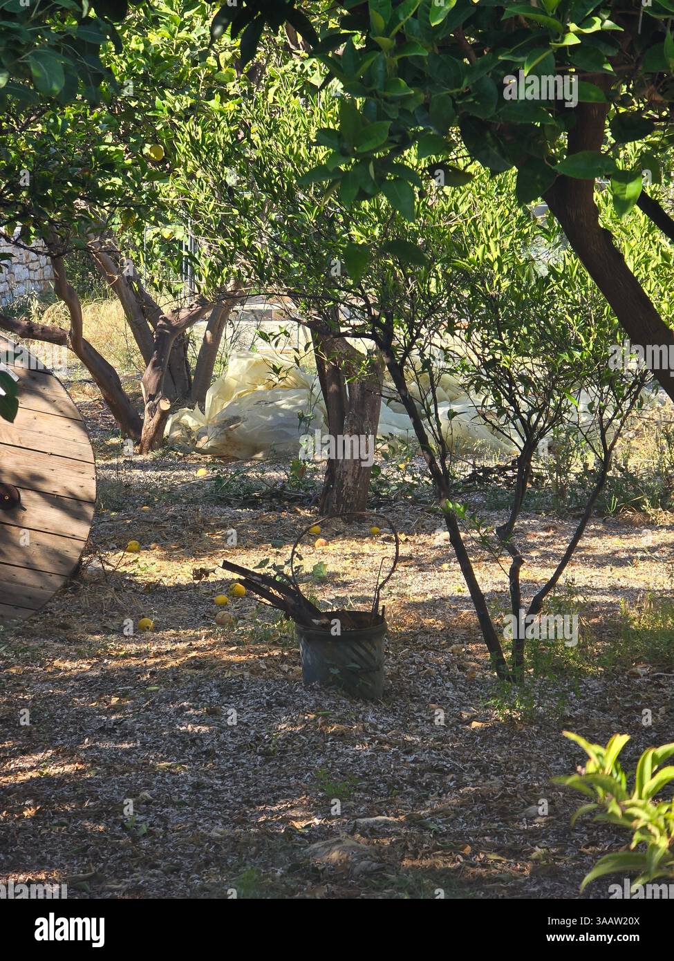 Watering Can in Greek Farm surrounded by Trees. beautiful image of Greece. - Smartphone Captured Stock Image