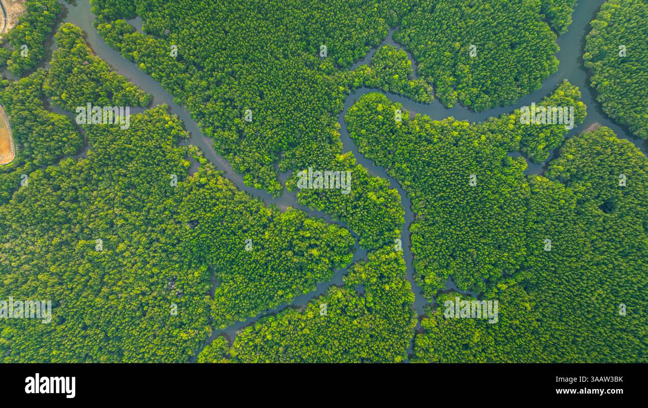 Aerial view of mangrove forest and delta river with meandering canals ...