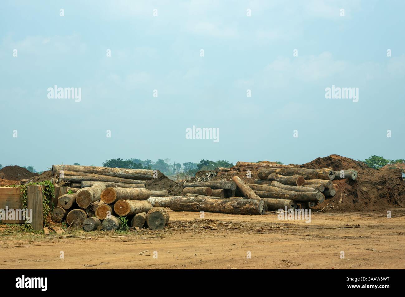 Pile of tree trunks in a lumberyard felled in illegal deforestation of ...