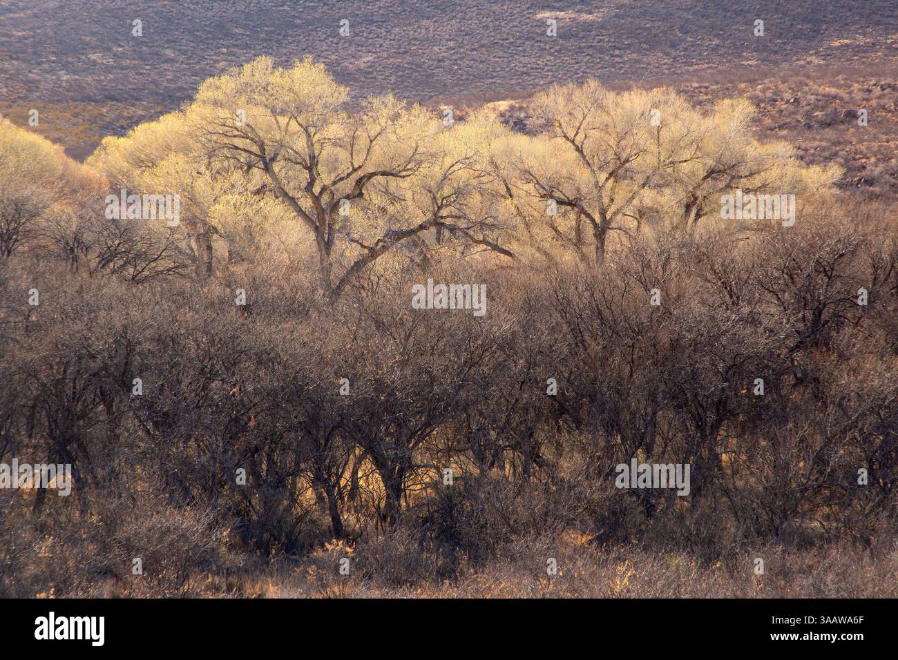 San Pedro riparian forest, San Pedro Riparian National Conservation ...