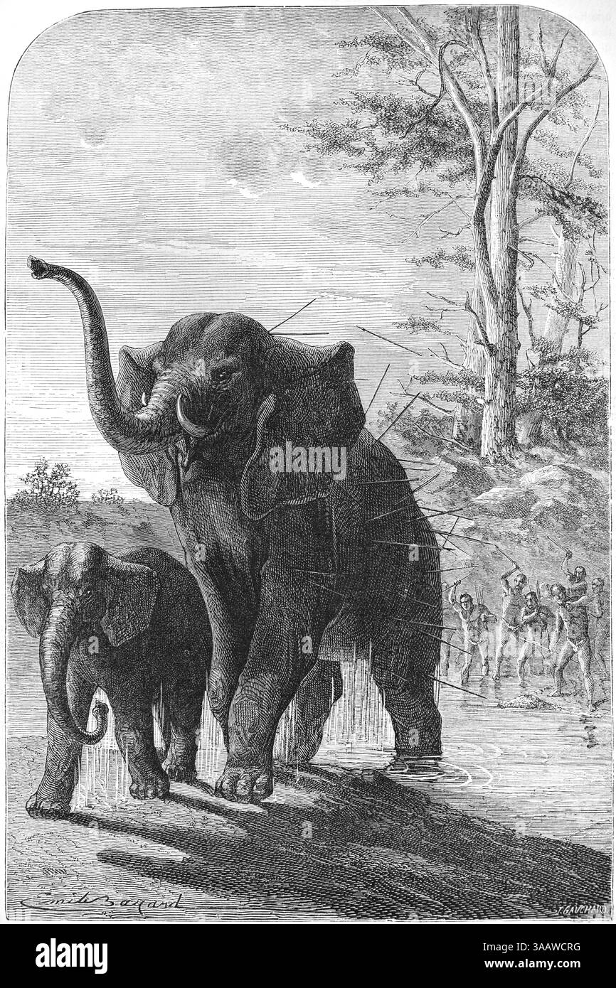 Happy Asian Elephant Awareness Month | Smithsonian's National Zoo and  Conservation Biology Institute, image size:866x1390