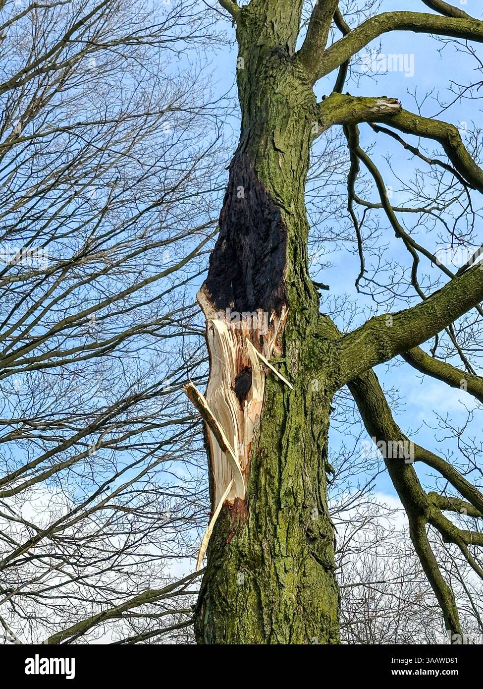 A tree scorched and broken from a storm - Smartphone Captured Stock Image