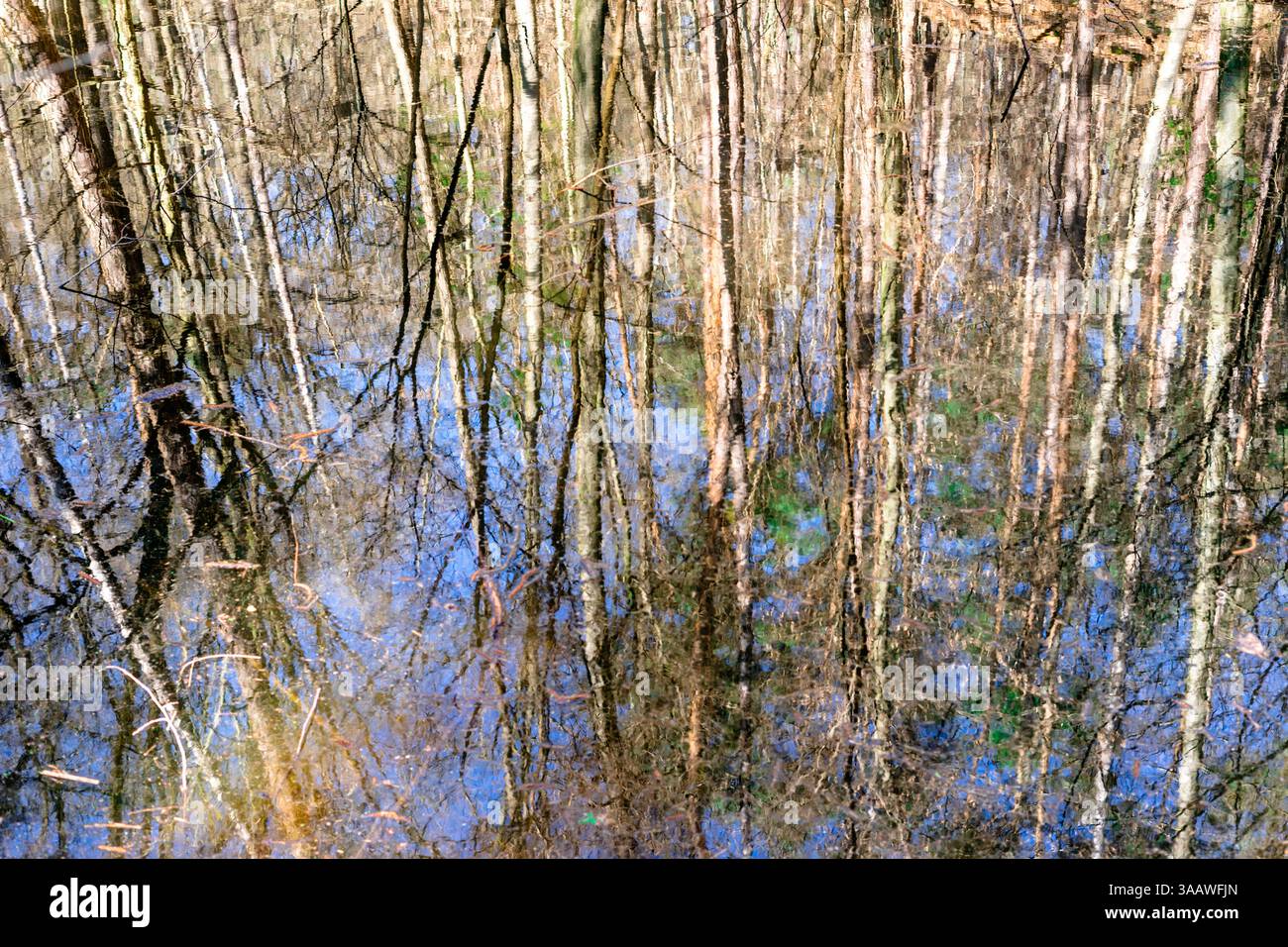 Trees reflected in water Stock Photo