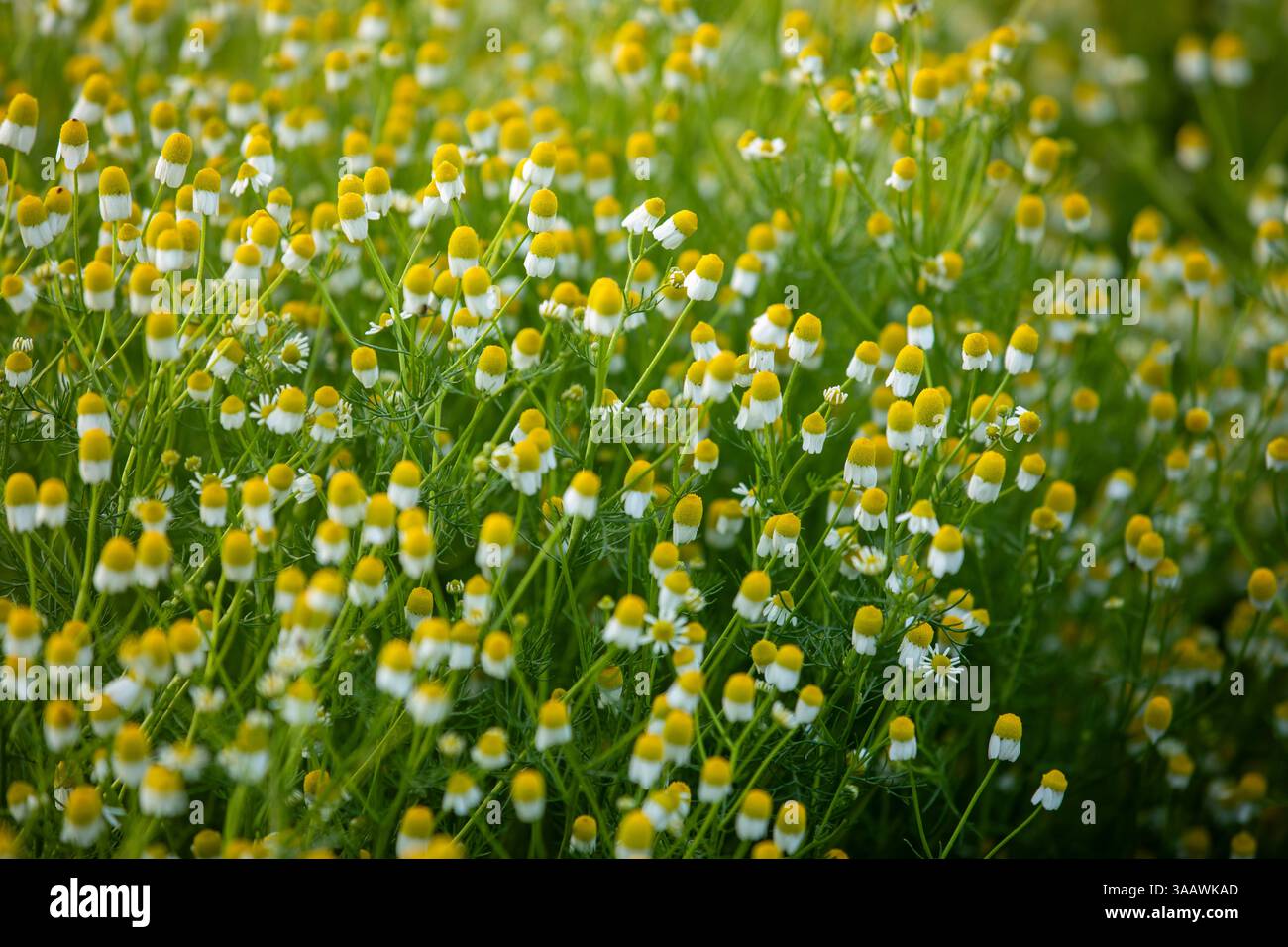 Spring Season blossom Stock Photo