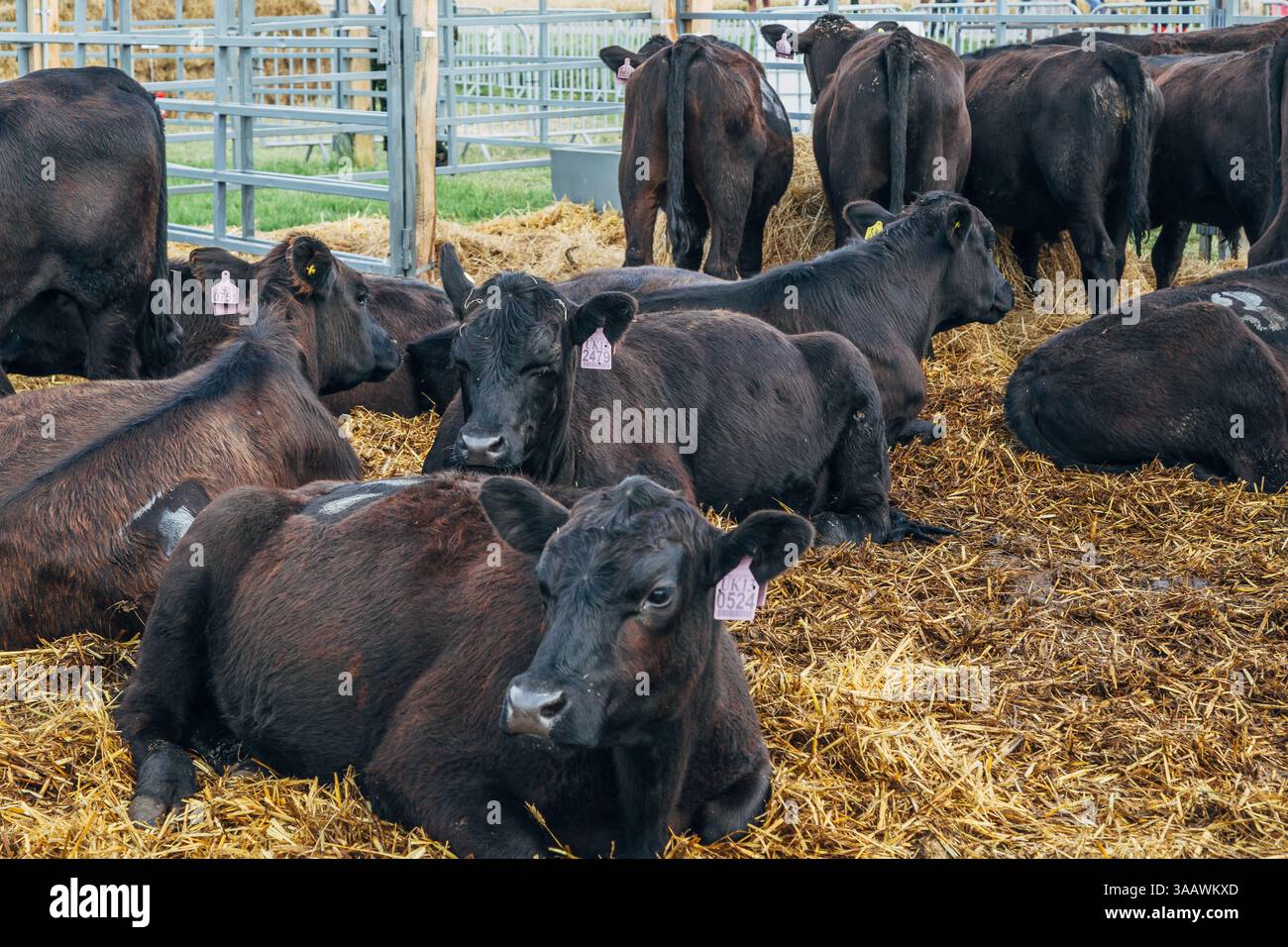 Black Angus calves in the open air Stock Photo - Alamy