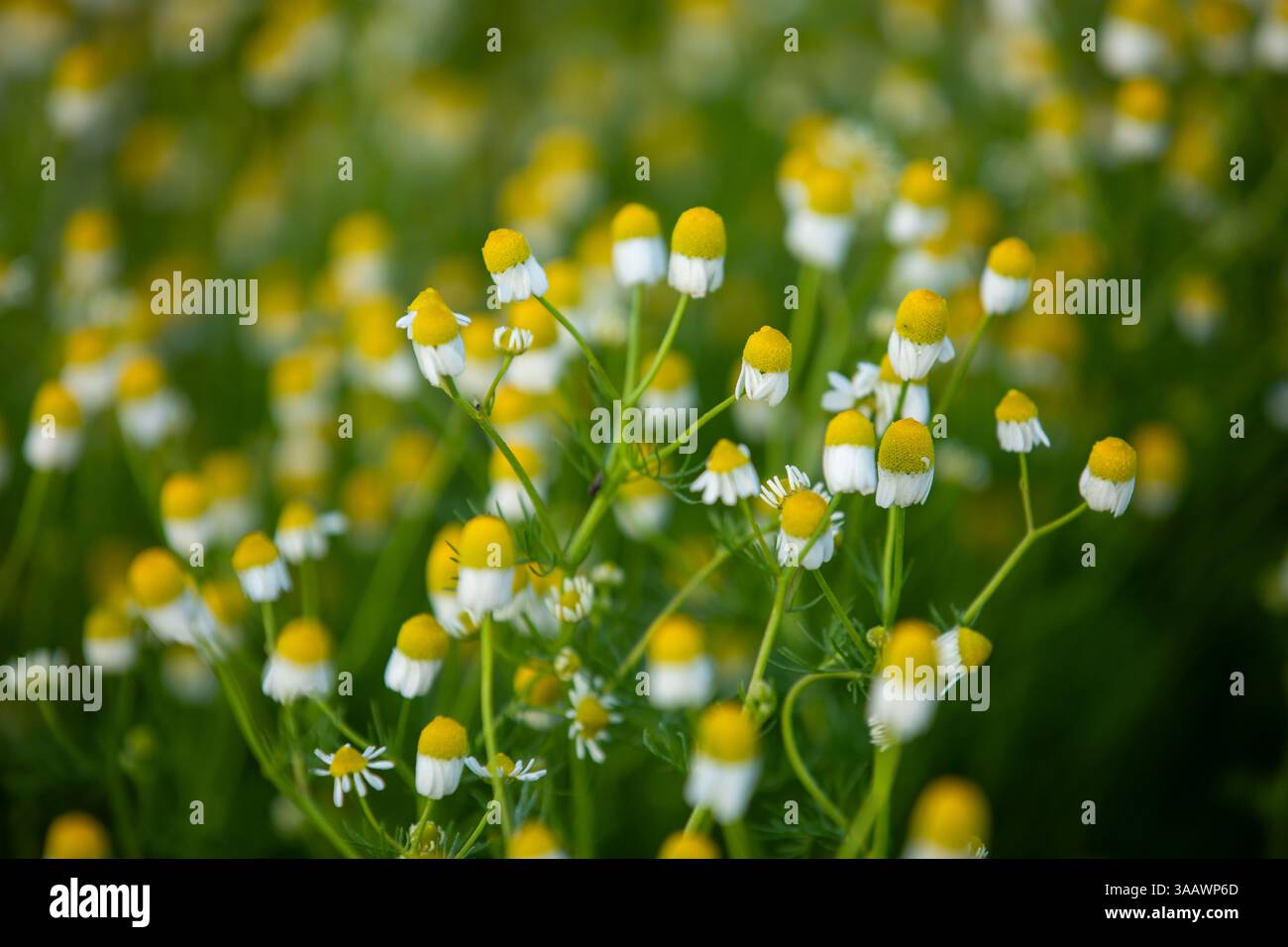 Spring Season blossom Stock Photo