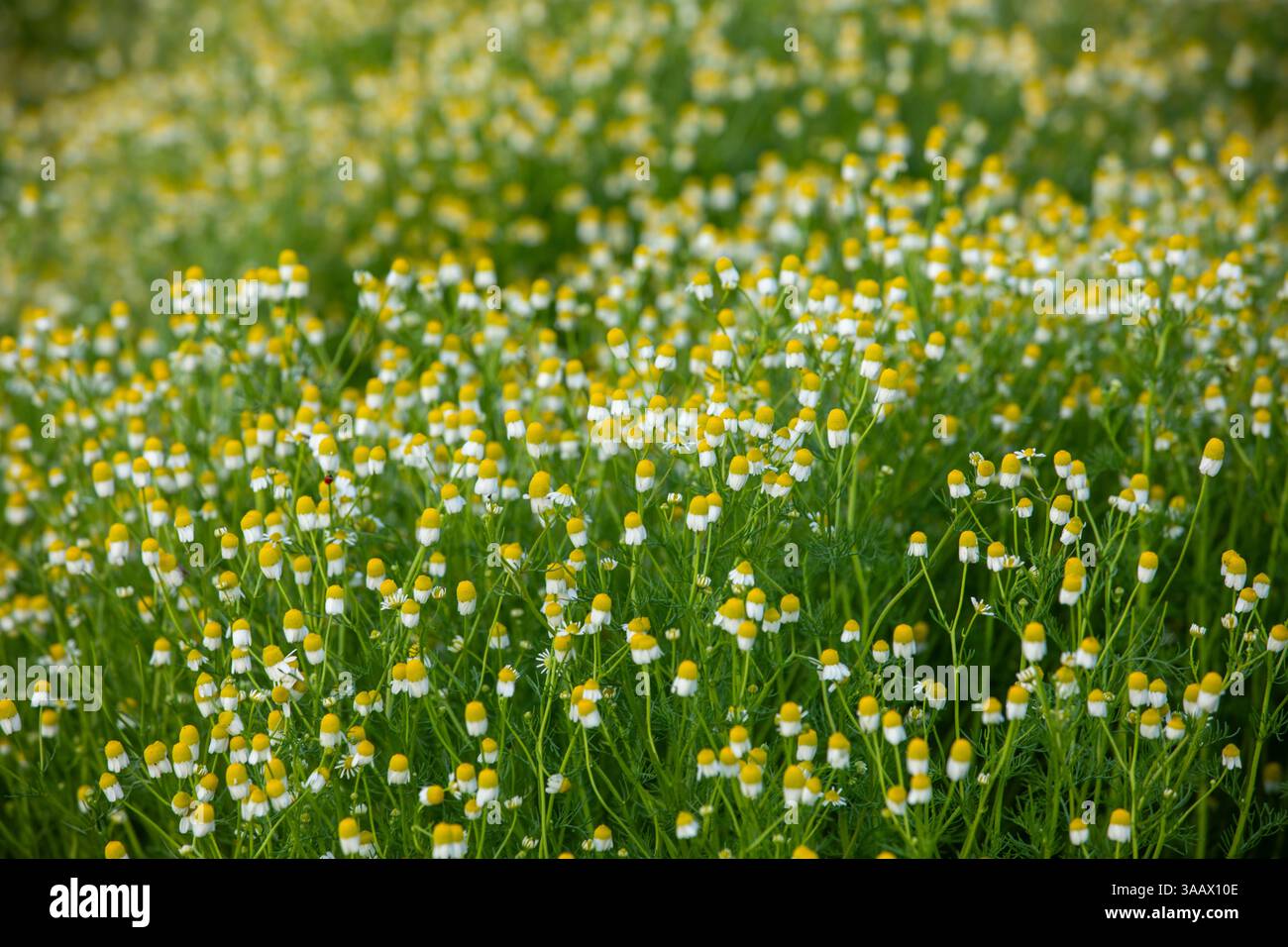 Spring Season blossom Stock Photo