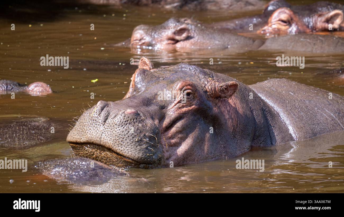 Common Hippos Hippopotamus Amphibius Partially Submerged In Watering common-hippos-hippopotamus-amphibius-partially-submerged-in-watering