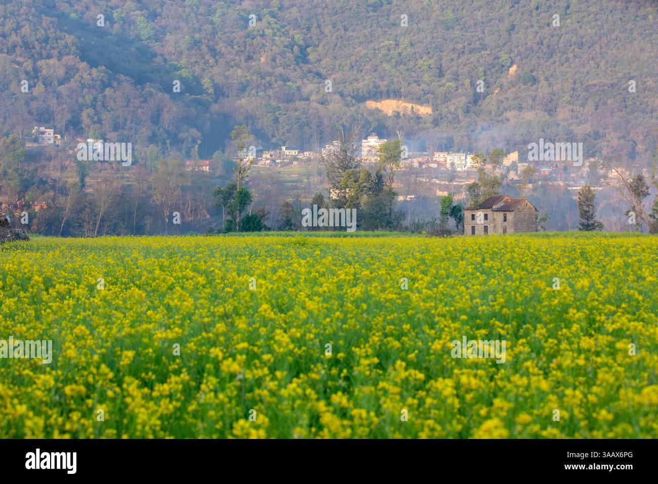 Spring Season blossom Stock Photo