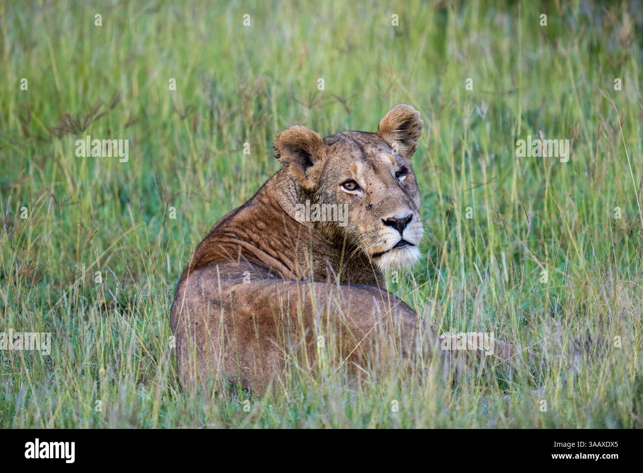 Serengeti , Tanzania Stock Photo