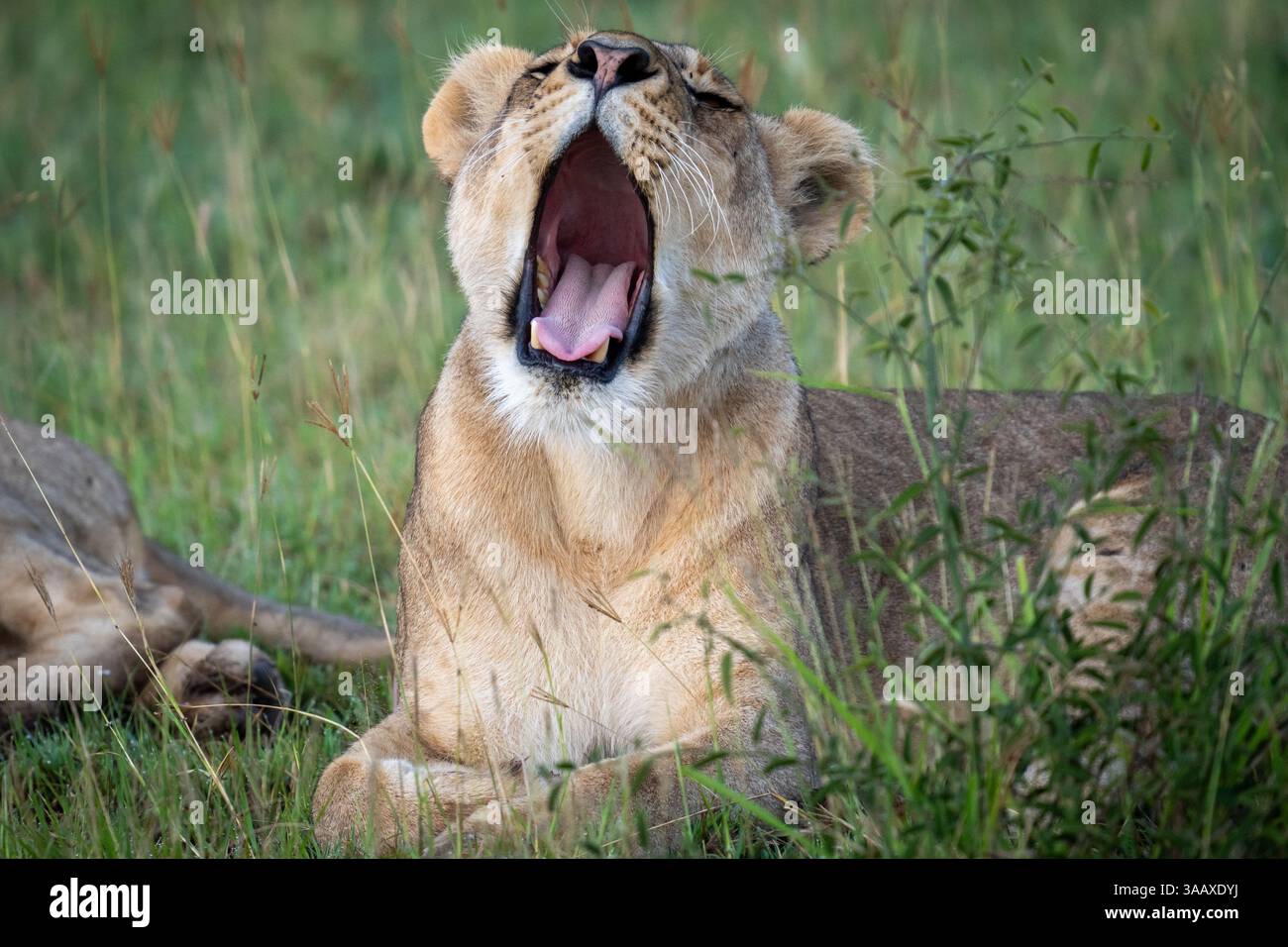 Serengeti , Tanzania Stock Photo