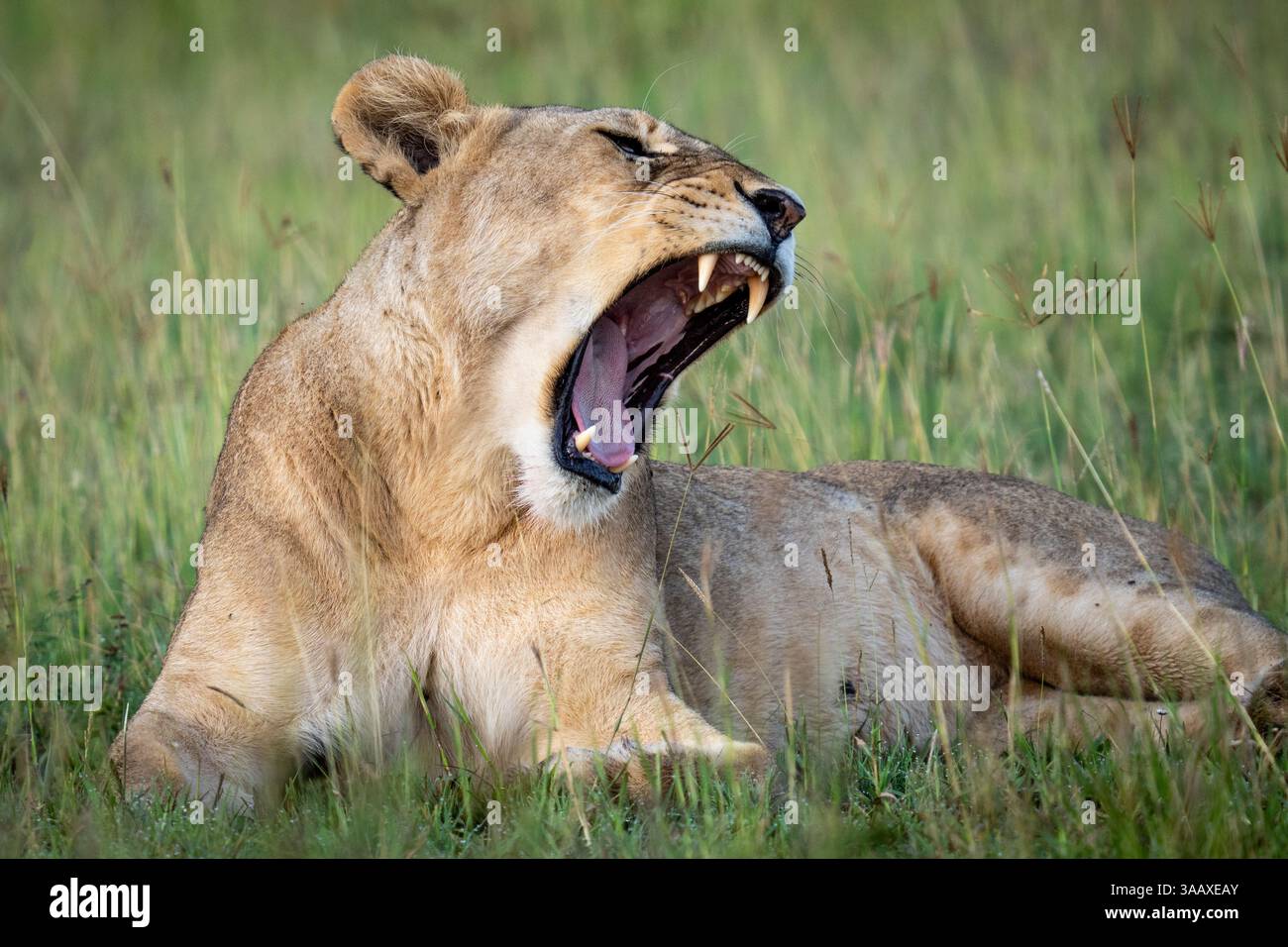 Serengeti , Tanzania Stock Photo