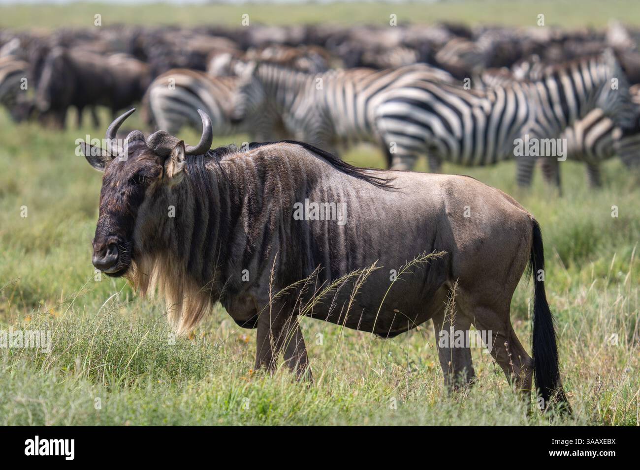 Serengeti , Tanzania Stock Photo