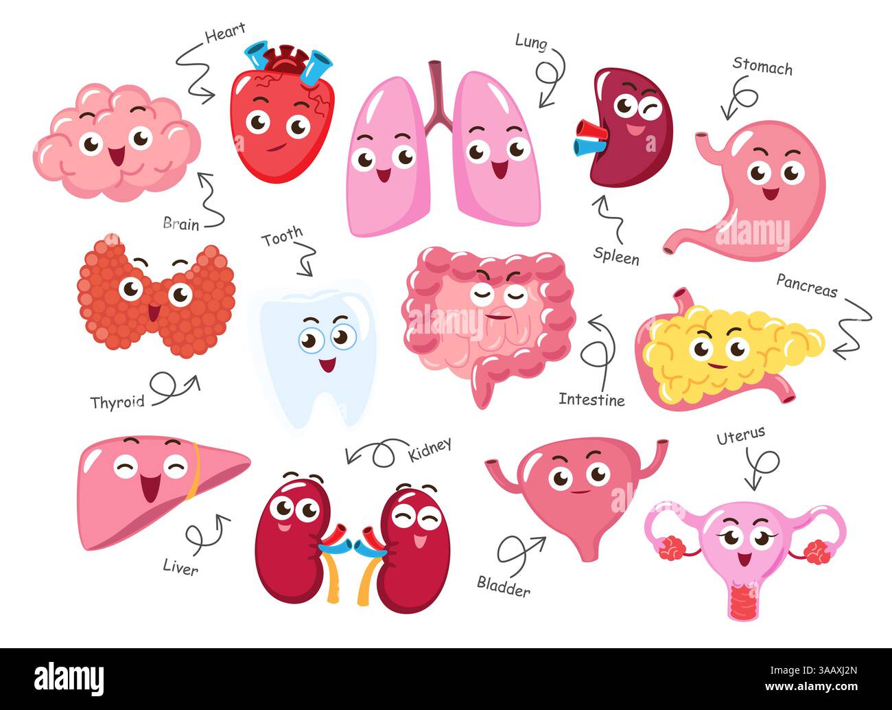 Human internal organs . Collection of cute funny medical cartoon ...