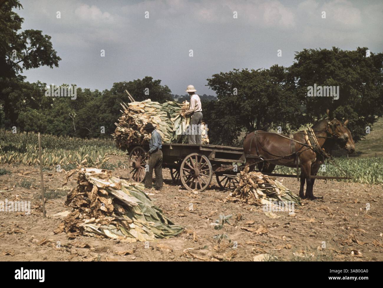 Tobacco wagon hi-res stock photography and images