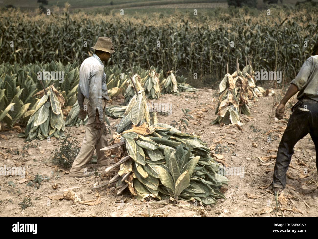 Burley tobacco curing in barn hi-res stock photography and images