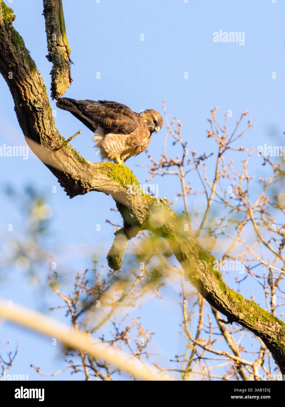 Common Buzzard (Buteo Buteo) perching in a tree in southern England Stock Photo