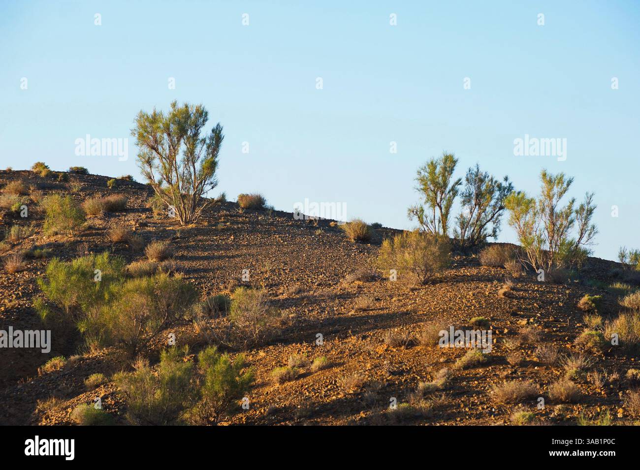 Sandy Ridge Trees Trees and shrubs growing along the sandy and rocky hills in the Altyn ...