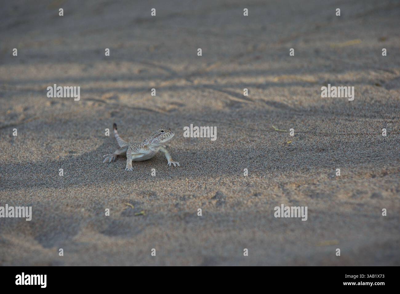Lizard on the sandy rocky ground in the Altyn Emel Nature Reserve Stock ...