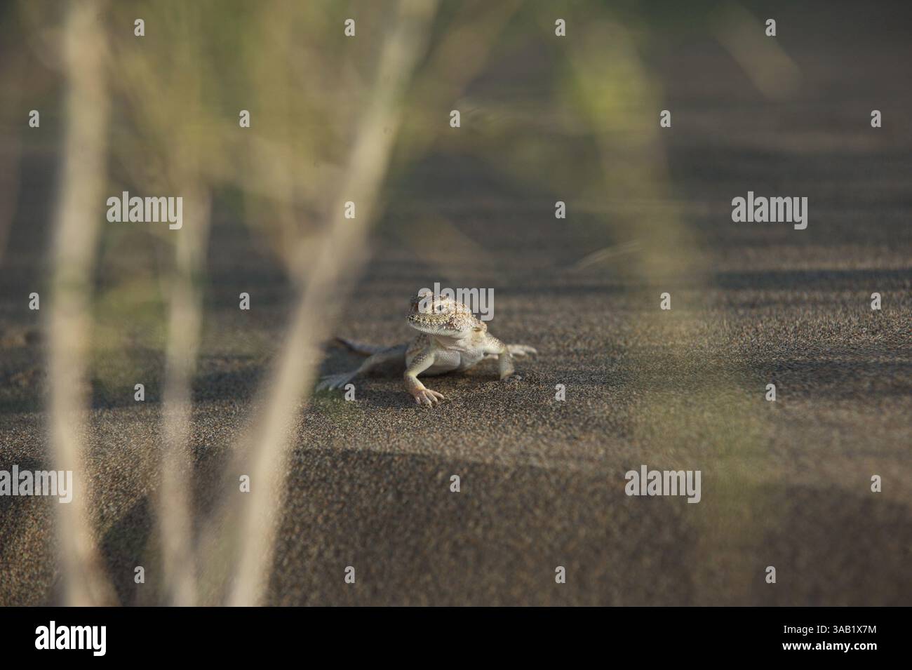 Lizard on the sandy rocky ground in the Altyn Emel Nature Reserve Stock ...