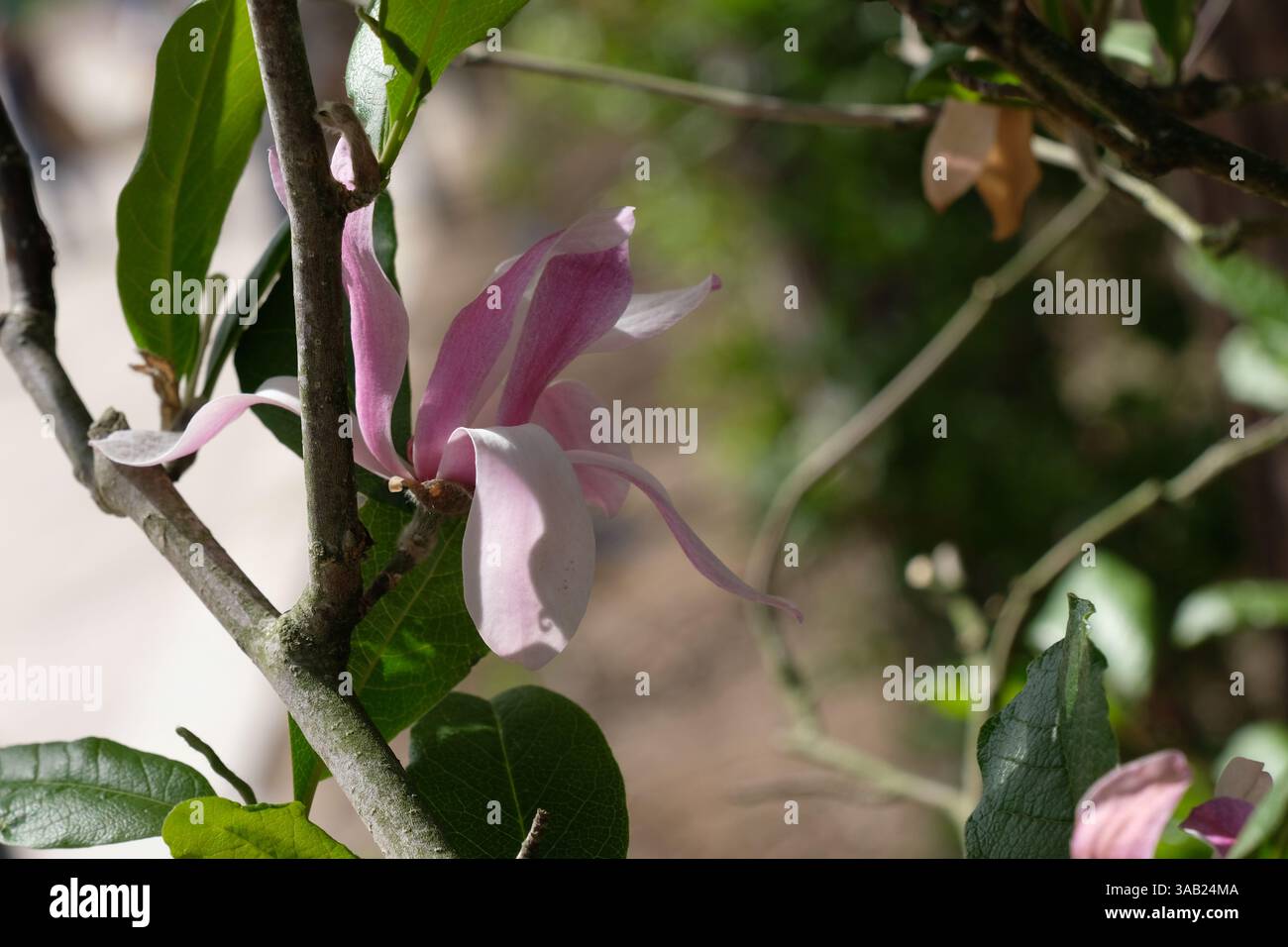 The first Magnolia blossom in the Botanical garden Stock Photo - Alamy