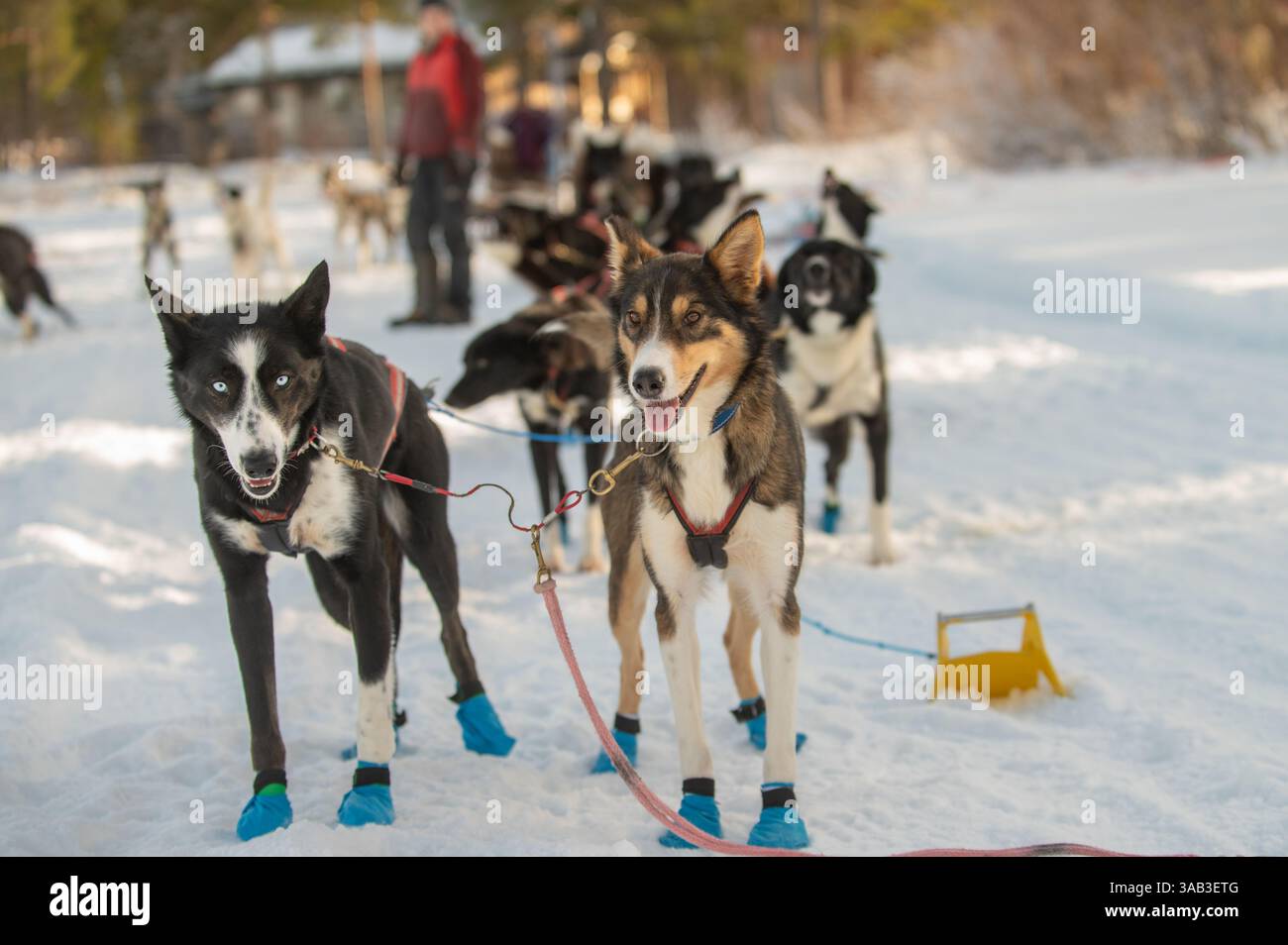 Husky dogs lead tourists through the woods and snow in Sweden. The dogs ...